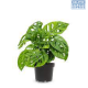 LG Monstera Obliqua