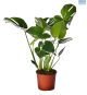 LG Monstera Tauerii