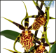 LG Orchid Cambria Lrg