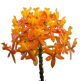 LG Orchid Epidendrum