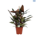 LG Philodendron New Red