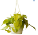 LG Philodendron Sacnd Lemon Lime Hanging Basket