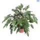 LG Philodendron Xanadu