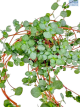 LG Pilea Glaucophylla baby tears