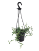LG Succulent String of Dolphins 16cm Hanging Basket