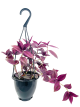 LG Tradescantia Cyanotis Hanging Basket - Wonder Jew Hybrid