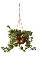 LG Tradescantia Hijau Baru Hanging Basket