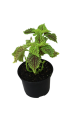 NF Coleus Assorted