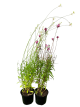 NF Gaura Assorted