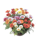 NF Gazania