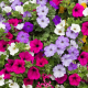 NF Petunia Ass Slv