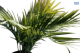 Palm Cuban Royal 15L