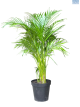 Palm Golden Bamboo 1L