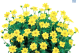 Hadeco Dahlia Top mix Yellow