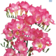 Hadeco Freesias Pink