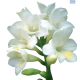 Hadeco Freesias White