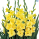 Hadeco Gladiola Yellow