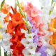 Hadeco Gladioli mixed 50