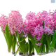 Hadeco Hyacinth Pink