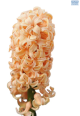Hadeco Hyacinth Salmon