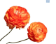 Hadeco Ranunculus Orange