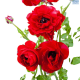 Hadeco Ranunculus Red